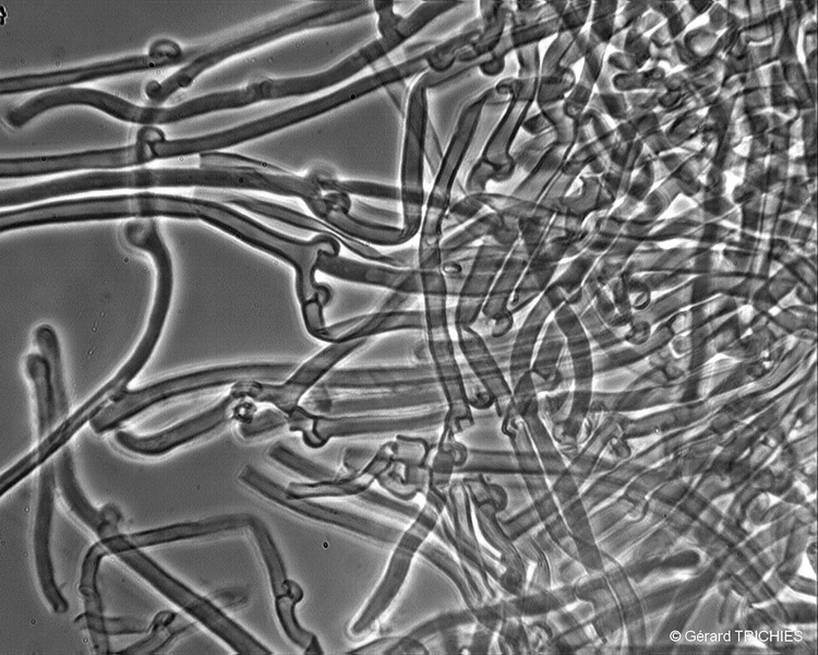 phlebia